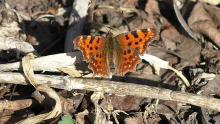 Видеокамера Panasonic HC-V760