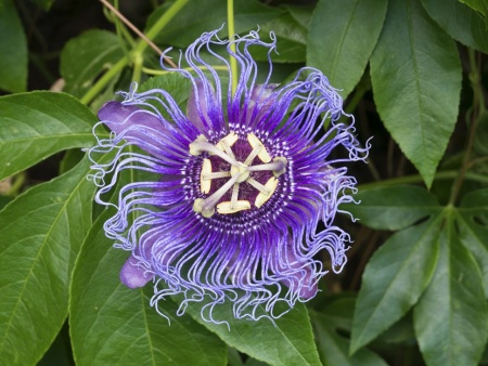 Фотоаппарат беззеркальный Panasonic Lumix DC-GH5 II Kit 12-60mm f/3.5-5.6 Macro