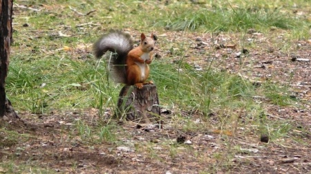 Видеокамера Panasonic HC-V800