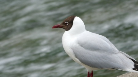 Видеокамера Panasonic HC-X1500