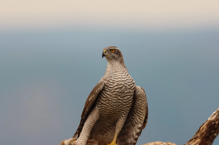 Фотоаппарат беззеркальный Canon EOS R7 Body